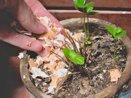 What are the best fertilizers to use for vegetable gardens? How To Use Eggshells To Fertilize Your Garden Plant Index