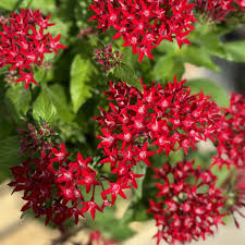 Image result for Pentas herbacea