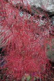 Check spelling or type a new query. Photo Of The Fall Color Of Japanese Maple Acer Palmatum Fairy Hair Posted By Springcolor Garden Org