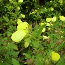 Image result for Calceolaria tripartita