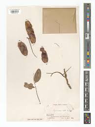 Image result for Pericopsis