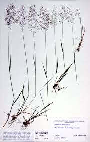 Image result for Agrostis quinqueseta