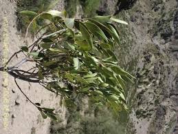 Image result for Maytenus chasei