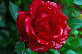 Rosa damascena flower water, gluconolactone, calcium gluconate and sodium benzoate. Rain Rose Free Stock Photos Rgbstock Free Stock Images Alfi007 May 27 2014 15