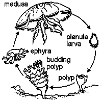 See more ideas about life cycles, cycle, jellyfish. How Do Jellyfish Reproduce What Effect Does Their Sting Have On Humans What S The Difference Between Red And Translucent Jellyfish Scientific American