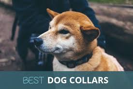 The best bark collars are godsends for owners with hyper aware dogs. The Best Dog Collars In The Uk 2021 For All Breeds Sizes