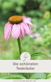 Die Schonsten Blumen Fur Einen Teegarten Diy Garten Garden Pflanzen Plants Krauter Herbs Garten Pflanzen Schone Blumen