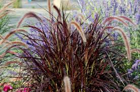 We did not find results for: Purple Fountain Grass Plant Care Growing Guide