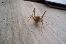 Their fangs can penetrate human skin, and it's not. Pin On Bugs And Other Pests