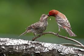Baby Bird Identifier By Picture Photo Purple Finch Wunderground Com Backyard Birds Bird Species Bird
