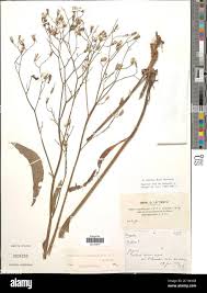 Image result for Launaea cornuta