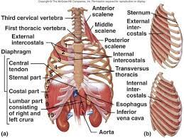 The top of the rib. Human Anatomy Rib Cage Organs Koibana Info Human Body Anatomy Anatomy Organs Rib Cage Anatomy