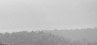 Image result for Rhytachne subgibbosa