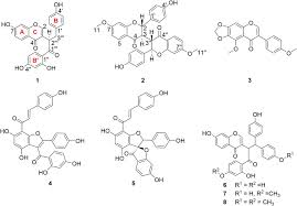 Image result for Ochna macrocalyx