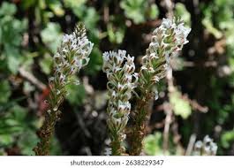 Image result for Hebenstretia