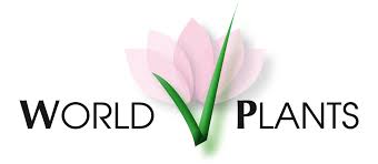 Image result for Stemodiopsis buchananii