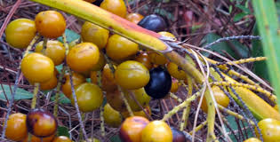 Image result for Serenoa repens