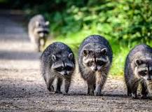 Waschbären vertreiben| Ratgeber | horizont Animal Care