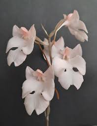 Image result for Habenaria cirrhata