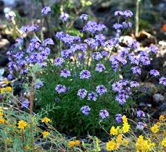 Image result for Bonatea pulchella