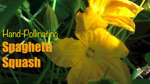 Check spelling or type a new query. Spaghetti Squash Hand Pollinating To Prevent Fruit From Dying Youtube