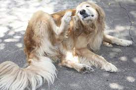 Repeat the process every day until the condition is gets cured. Ear Mites In Dogs What Owners Need To Know American Kennel Club