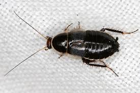 Image result for Phyllorachis