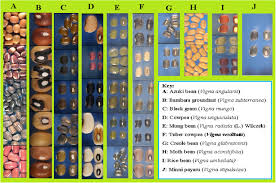 Image result for Vigna reticulata