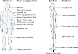 Musculoskeletal Assessment Musculoskeletal Key