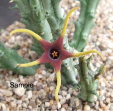 Image result for Orbea lugardii