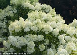Image result for Basella paniculata