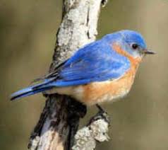Blue Birds Native To Colorado Missouri State Bird Native Eastern Bluebird Sialia Sialis State Birds Bird Blue Bird