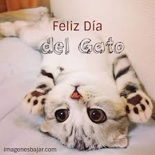 Por qué se celebra tres veces al año. Imagenes Feliz Dia Del Gato 2021 Descargar Imagenes 2021