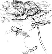 Free pond coloring pages printable for kids and adults. Tadpoles And Bullfrog Inn The Pond Coloring Pages Best Place To Color
