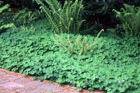 Image result for Oxalis oligotricha
