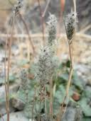 Image result for Enneapogon desvauxii