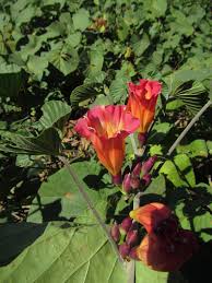 Image result for Stictocardia beraviensis