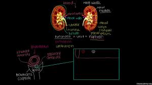 What are the factors effecting glomerular filtration? Glomerular Filtration In The Nephron Video Khan Academy