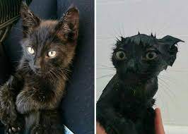 Before Vs After Bath Animal Photo Animals Funny Animals