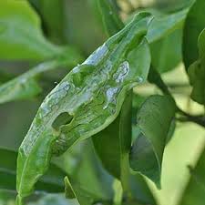 Cumquats, lemons, mandarins and oranges causes of yellow leaves on citrus trees. Organic Control Of Citrus Leafminer Eco Organic Garden By Ocp