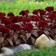 Try These Great New Plants In Your Garden Celosia Flower Celosia Plant Colorful Plants