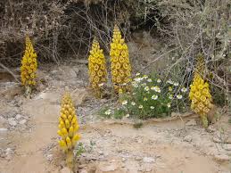 Image result for Cistanche tinctoria