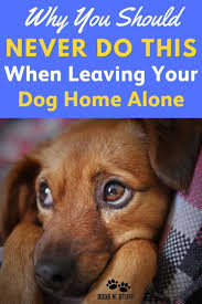 Why You Should Never Do This When Leaving Your Dog Home Alone Dog Training Dog Health Tips Dogs