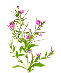 Image result for Epilobium hirsutum