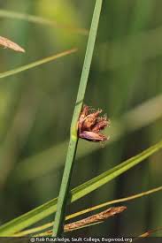 Image result for Schoenoplectus sp.no.3