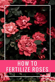 how to fertilize roses which