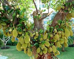 Biji nangka yang direbus secara terpisah atau tidak diikutkan dalam masakan kolak, dapat dimakan seperti halnya kita makan singkong. 39 Populer Gambar Pohon Nangka