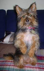3 there is no guarantee that the yorkie mix will have the best qualities of the yorkshire terrier and the other mix breed. Rosie The Yorwich Hybrid Dog Yorkie Norwich Mix Hybrid Dogs Dogs Cute Animals