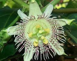 Passiflora Bryonioides Cupped Passion Flower 10 Seeds Etsy Passion Flower Passiflora Fragrant Flowers