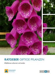 Vergiftungserscheinungen wie magenbeschwerden und herzklopfen sind typisch. Ratgeber Fur Giftige Pflanzen By Stadtgraz Issuu